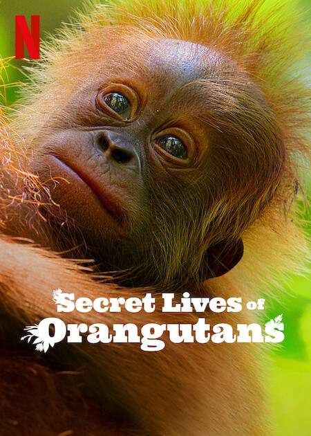 فيلم Secret Lives of Orangutans 2024 مترجم اون لاين موفيز لاند